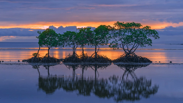 Lynx technik greenMachine evie plus